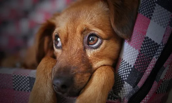 Comissão analisa projeto que aumenta pena para maus-tratos a animais