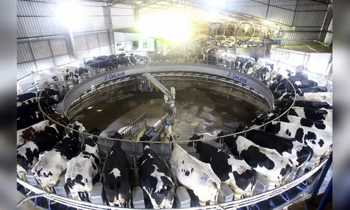 IBGE reforça Paraná como destaque em produção de proteínas