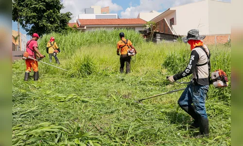 População deve denunciar terrenos baldios com mato alto em Apucarana