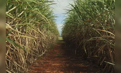 Produção de etanol na safra 2019/2020 deve aumentar 7,1%, diz Unica