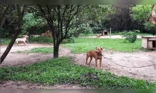 Cães achados em sítio de Itu estavam acorrentados e separados