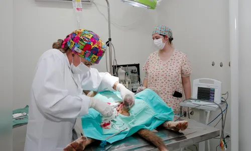 Apucarana garante verba para castração de cães