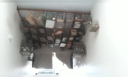 Polícia resgata 131 pássaros nativos no Paraná