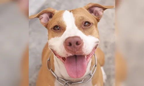 Falso veterinário é preso no momento em que iria cortar orelha de pitbull