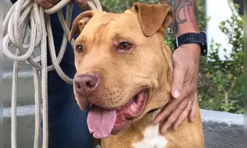 Grupo prepara árvore de Natal para homenagear cães resgatados em rinha