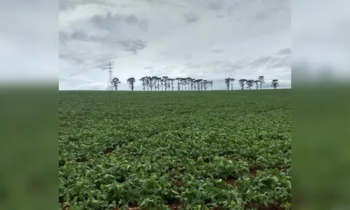 Produtores têm até segunda para aderir ao Refis Rural