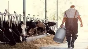 Preço do leite ao produtor contraria sazonalidade e sobe 6,3% no mês, diz Cepea