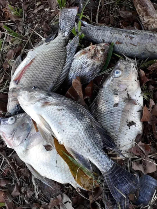 Secretaria de Meio Ambiente investiga morte de peixes no Lago Jaboti, em Apucarana