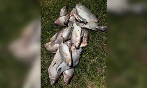 
							Secretaria de Meio Ambiente investiga morte de peixes no Lago Jaboti, em Apucarana
						
						
