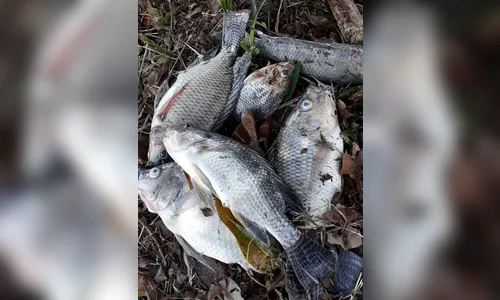 Secretaria de Meio Ambiente investiga morte de peixes no Lago Jaboti, em Apucarana
