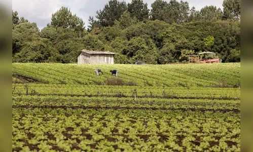 Emendas parlamentares garantem R$ 154 milhões à agricultura familiar