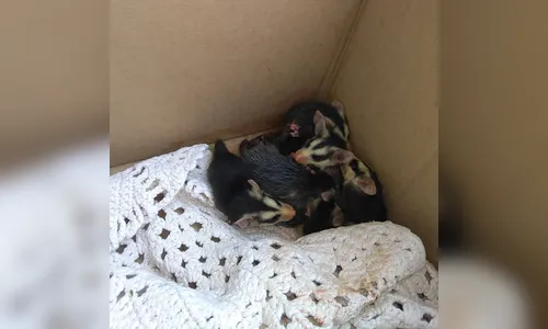 Guarda Municipal Ambiental captura filhotes de gambá em Arapongas