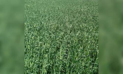 Aproximadamente duas toneladas de sementes de aveia são furtadas na região 