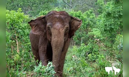 Elefanta Ramba morre em santuário na Chapada dos Guimarães