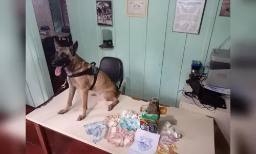 Cão percebe algo estranho e polícia encontra mais de 30 kg de drogas