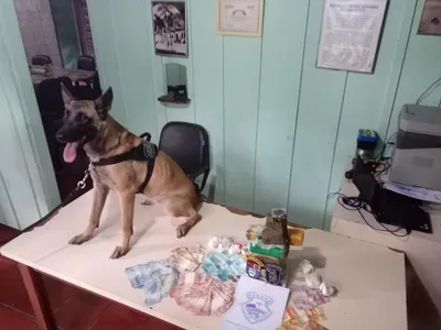 Cão percebe algo estranho e polícia encontra mais de 30 kg de drogas