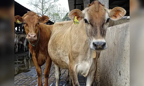 Bandidos invadem sítio em Ivaiporã e furtam vacas leiteiras