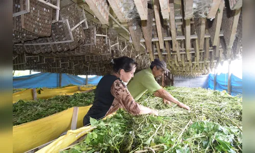 Secretaria de Agricultura vai estimular crescimento da produção de seda