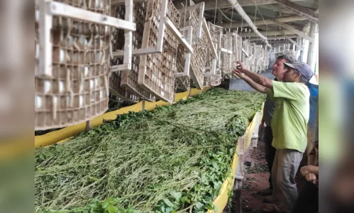 
							Secretaria de Agricultura vai estimular crescimento da produção de seda
						
						