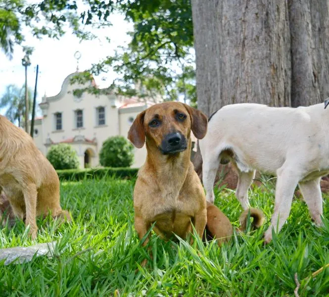 18 cachorros fogem em Apucarana e Arapongas durante a virada de ano