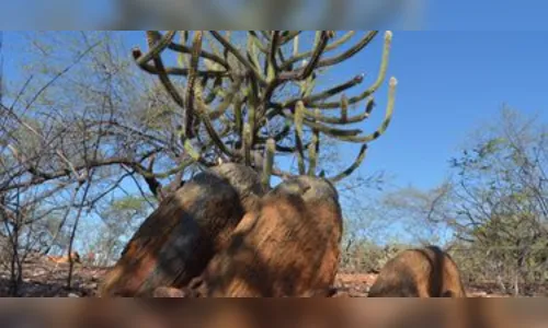 Ministério cria projeto para monitorar mudança climática no país