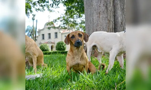 18 cachorros fogem em Apucarana e Arapongas durante a virada de ano