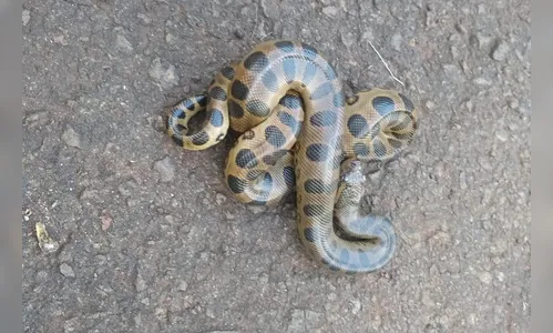 Turista aluga casa na praia e leva susto ao se deparar com sucuri