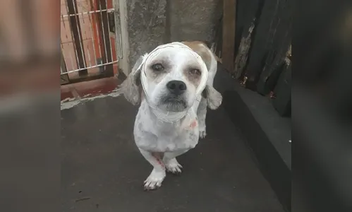 Soprap atende 10 atropelamentos de animais e recebe mais 40 denúncias de cães que fugiram no final do ano