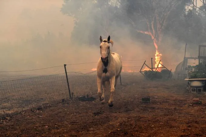 Cavalo tenta fugir das chamas próximas a cidade de Nowra, no Estado de Nova Gales do Sul - 31/12/2019 SAEED KHAN/AFP