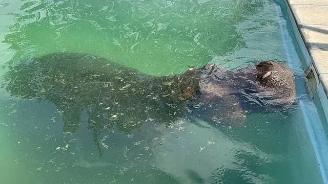 Hipopótamo de 3 toneladas invade quintal e se refresca em piscina