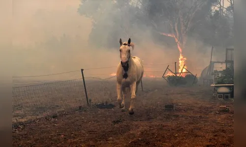 Meio bilhão de animais foram mortos nos incêndios na Austrália