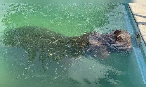 Hipopótamo de 3 toneladas invade quintal e se refresca em piscina