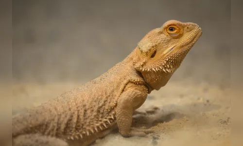 Polícia resgata cerca de 70 animais silvestres em clínica 