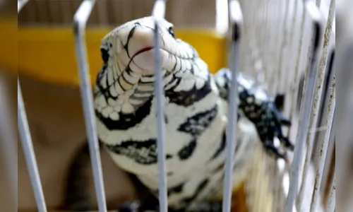 Polícia resgata 70 animais silvestres de clínica em Curitiba