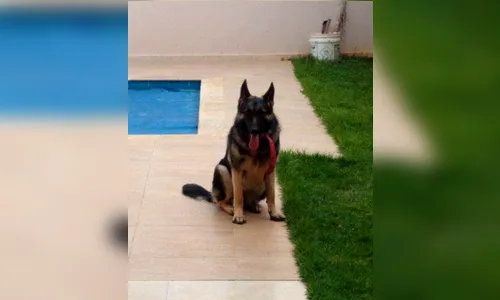 Família de Ivaiporã pede ajuda para encontrar cachorra desaparecida