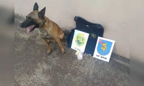 GM e Canil apreendem drogas em Apucarana