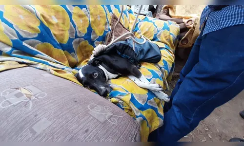 Cachorra é resgatada com vida quase um mês depois de cair em precipício