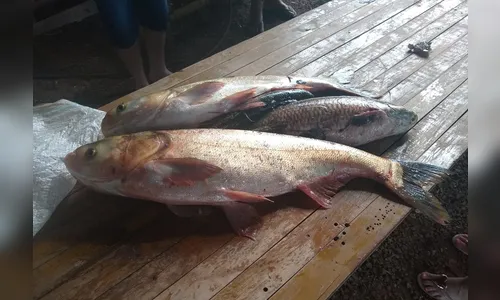 Após chuva, lagoa transborda e peixes vão parar em rodoviária de cidade no interior do Paraná