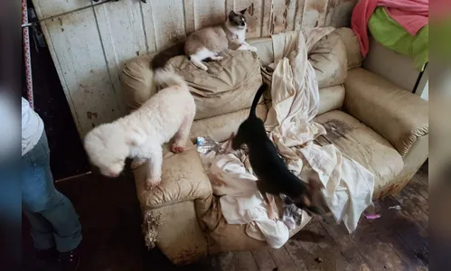 Polícia encontra 103 cães em uma residência