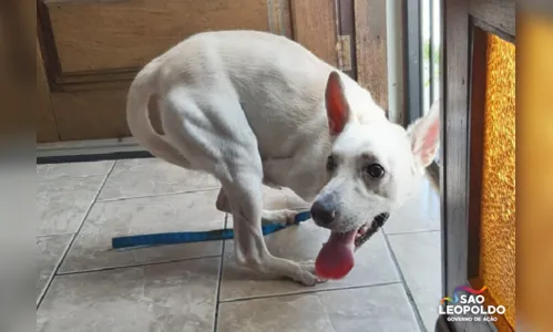 Tatá Werneck quer adotar cão que foi abandonado duas vezes no mesmo dia