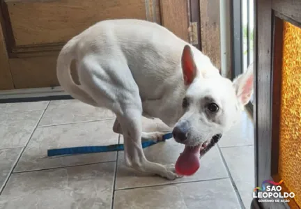 Tatá Werneck quer adotar cão que foi abandonado duas vezes no mesmo dia