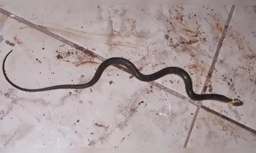 Cobra invade casa e assusta moradora, em Borrazópolis
