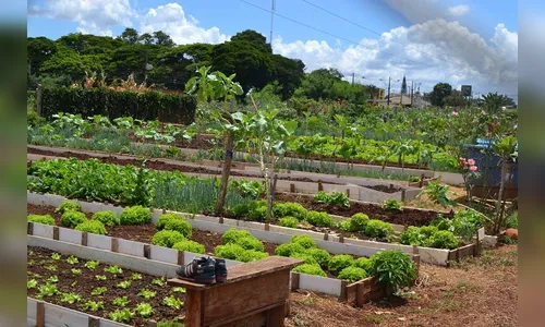 Cultivar Energia torna produtivas áreas ociosas sob linhas da Copel
