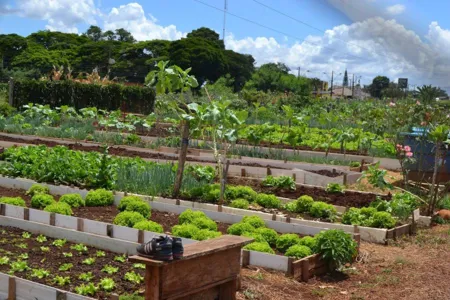 Cultivar Energia torna produtivas áreas ociosas sob linhas da Copel