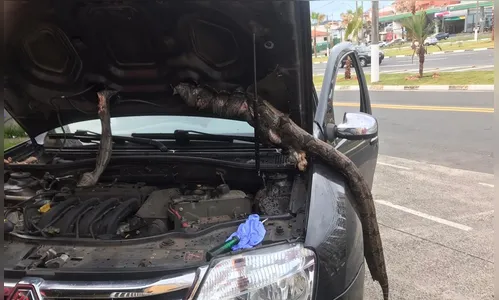 Jiboia viaja de Kaloré até São Paulo escondida dentro de carro 