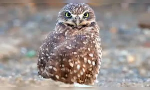 Guarda Municipal de Arapongas captura animais silvestres no perímetro urbano