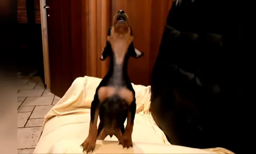 Família é ameaçada por causa de latidos do cachorro