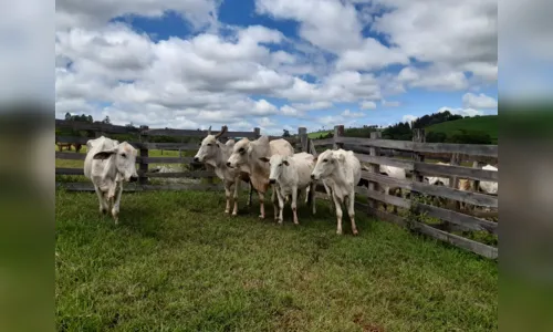 
							Pecuaristas apostam em mercado aquecido
						
						