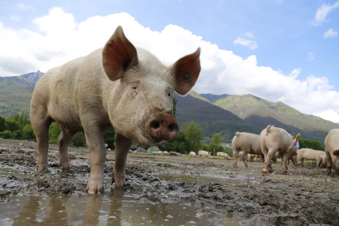 FAO eleva a 7,829 milhões número de animais eliminados pela peste suína na Ásia