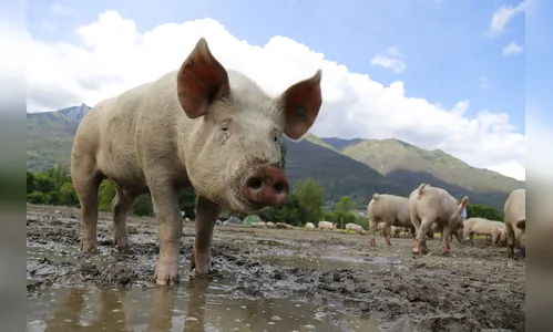 FAO eleva a 7,829 milhões número de animais eliminados pela peste suína na Ásia